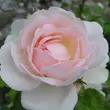 Kép 2/3 - Rosa 'Ausreef' - rózsaszín - angol rózsa