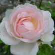 Rosa 'Ausreef' - rózsaszín - angol rózsa