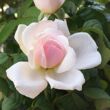 Rosa 'Ausreef' - rózsaszín - angol rózsa