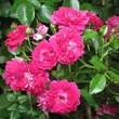 Kép 1/3 - Rosa 'Super Excelsa' - rózsaszín - rambler, kúszó rózsa