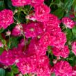 Kép 2/3 - Rosa 'Super Excelsa' - rózsaszín - rambler, kúszó rózsa