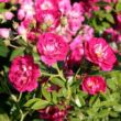 Rosa 'Super Excelsa' - rózsaszín - fehér - rambler, kúszó rózsa