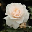 Kép 1/3 - Rosa 'Sweet Blondie™' - fehér - virágágyi floribunda rózsa