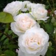 Kép 2/3 - Rosa 'Sweet Blondie™' - fehér - virágágyi floribunda rózsa