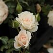 Kép 3/3 - Rosa 'Sweet Blondie™' - fehér - virágágyi floribunda rózsa