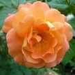 Kép 1/3 - Rosa 'Westerland®' - narancssárga - parkrózsa