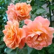 Kép 2/3 - Rosa 'Westerland®' - narancssárga - parkrózsa