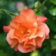 Kép 3/3 - Rosa 'Westerland®' - narancssárga - parkrózsa