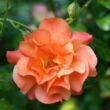 Rosa 'Westerland®' - narancssárga - parkrózsa