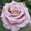 Kép 1/3 - Rosa 'Simply Gorgeous™' - rózsaszín - teahibrid rózsa