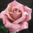Rosa 'Simply Gorgeous™' - rózsaszín - teahibrid rózsa