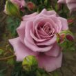 Kép 3/3 - Rosa 'Simply Gorgeous™' - rózsaszín - teahibrid rózsa