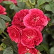 Kép 2/3 - Rosa 'Kisses of Fire™' - vörös - climber, futó rózsa