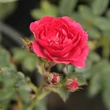 Kép 3/3 - Rosa 'Kisses of Fire™' - vörös - climber, futó rózsa