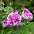 Kép 2/3 - Rosa 'Président de Sèze' - rózsaszín - történelmi - gallica rózsa