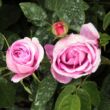 Rosa 'Président de Sèze' - rózsaszín - történelmi - gallica rózsa