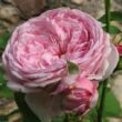 Rosa 'Ausbite' - rózsaszín - angol rózsa