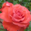 Kép 1/3 - Rosa 'Special Memories™' - vörös - virágágyi floribunda rózsa