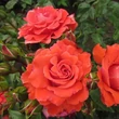 Kép 2/3 - Rosa 'Special Memories™' - vörös - virágágyi floribunda rózsa