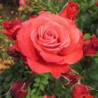 Kép 3/3 - Rosa 'Special Memories™' - vörös - virágágyi floribunda rózsa