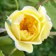 Kép 2/3 - Rosa 'Auscanary' - sárga - climber, futó rózsa