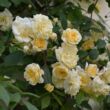 Rosa 'Auscanary' - sárga - climber, futó rózsa
