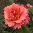 Kép 1/3 - Rosa 'Sandringham Centenary™' - rózsaszín - teahibrid rózsa