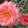 Kép 2/3 - Rosa 'Sandringham Centenary™' - rózsaszín - teahibrid rózsa