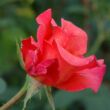 Rosa 'Sandringham Centenary™' - rózsaszín - teahibrid rózsa
