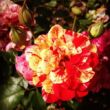 Kép 2/3 - Rosa 'Aina®' - sárga - vörös - teahibrid rózsa
