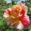 Rosa 'Aina®' - sárga - vörös - teahibrid rózsa