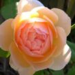 Kép 1/3 - Rosa 'Ausjo' - sárga - angol rózsa