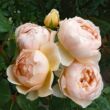 Kép 2/3 - Rosa 'Ausjo' - sárga - angol rózsa
