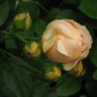 Rosa 'Ausjo' - sárga - angol rózsa