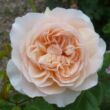 Kép 1/3 - Rosa 'Ausleap' - sárga - angol rózsa