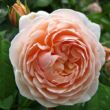 Rosa 'Ausleap' - sárga - angol rózsa