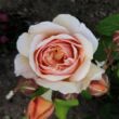 Rosa 'Ausleap' - sárga - angol rózsa