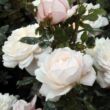 Rosa 'Crocus Rose' - fehér - angol rózsa
