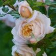 Rosa 'Crocus Rose' - fehér - angol rózsa