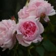 Rosa 'Ausglobe' - rózsaszín - angol rózsa