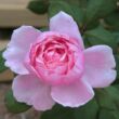 Kép 3/3 - Rosa 'Ausglobe' - rózsaszín - angol rózsa