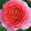 Kép 2/3 - Rosa 'Amandine Chanel™' - rózsaszín - nosztalgia rózsa