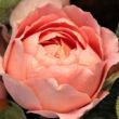 Rosa 'Amandine Chanel™' - rózsaszín - nosztalgia rózsa
