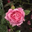Kép 1/3 - Rosa 'Chantal Mérieux™' - rózsaszín - nosztalgia rózsa