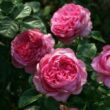 Kép 2/3 - Rosa 'Chantal Mérieux™' - rózsaszín - nosztalgia rózsa