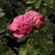 Kép 3/3 - Rosa 'Chantal Mérieux™' - rózsaszín - nosztalgia rózsa