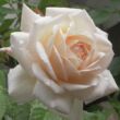 Kép 1/3 - Rosa 'Martine Guillot™' - fehér - nosztalgia rózsa