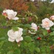 Rosa 'Martine Guillot™' - fehér - nosztalgia rózsa