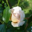 Rosa 'Martine Guillot™' - fehér - nosztalgia rózsa
