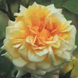 Kép 1/3 - Rosa 'Claudia Cardinale™' - sárga - nosztalgia rózsa
